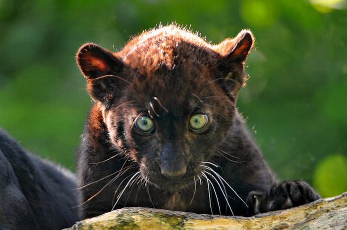 Baby Big Cats