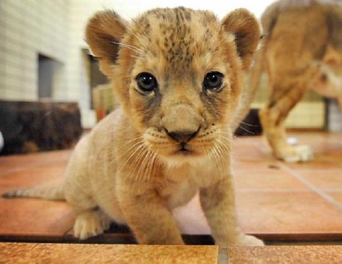 Baby Big Cats