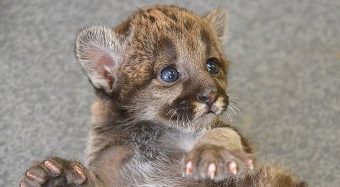 Baby Big Cats