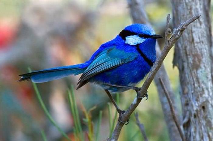 Nature Looks Brilliant in Blue