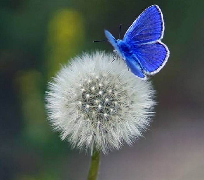 Nature Looks Brilliant in Blue