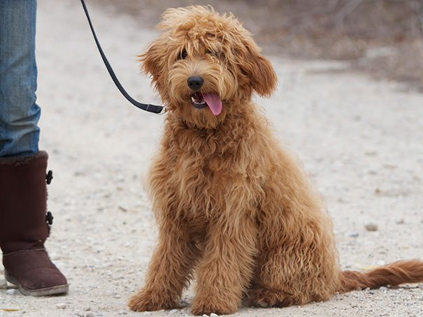 mixed dog breeds