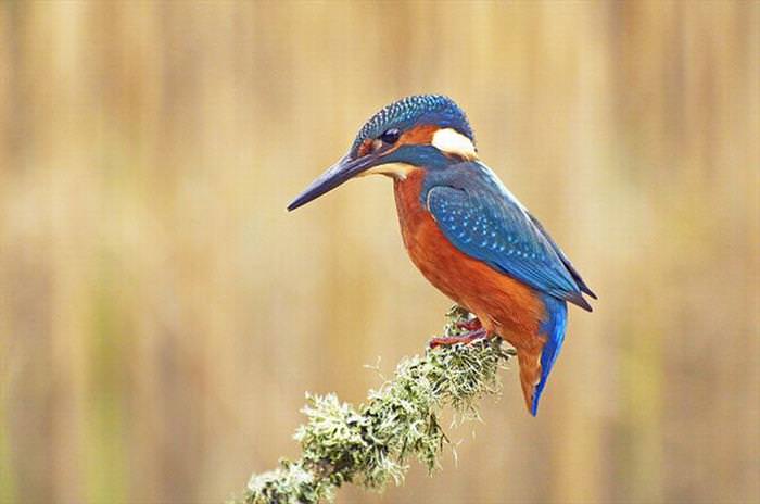 Nature Looks Brilliant in Blue