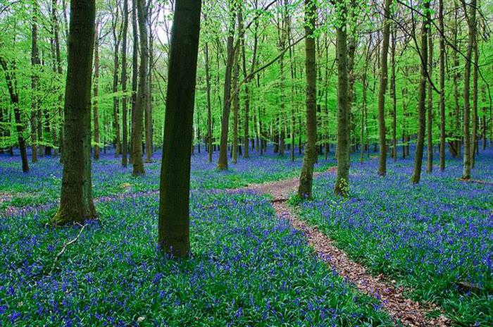 Nature Looks Brilliant in Blue