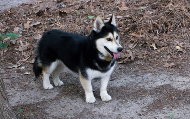 mixed dog breeds