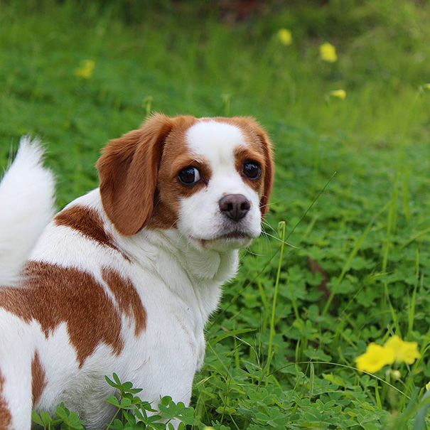 mixed dog breeds