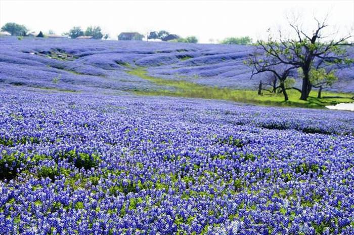 Nature Looks Brilliant in Blue