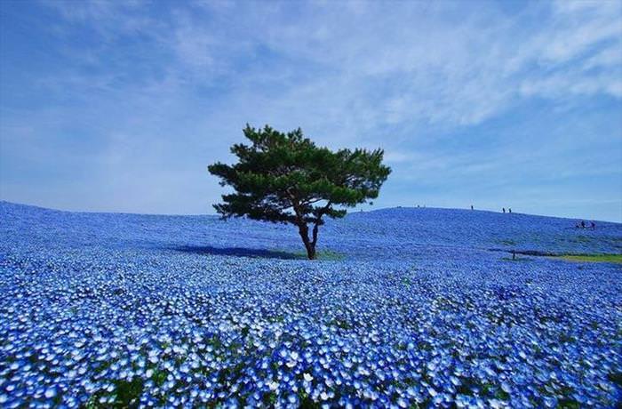 Nature Looks Brilliant in Blue