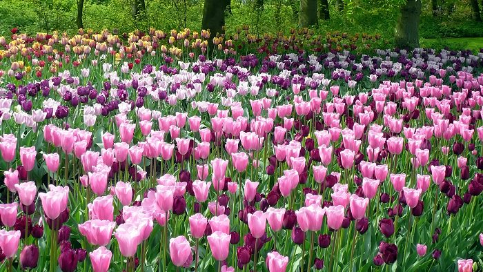 Netherlands