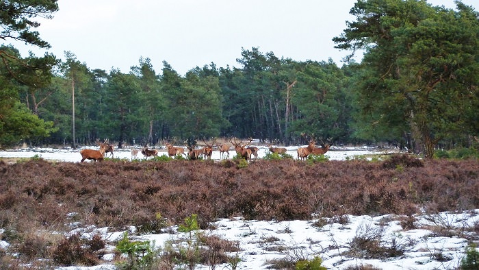 Netherlands