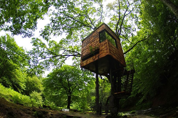 Amazing tree houses