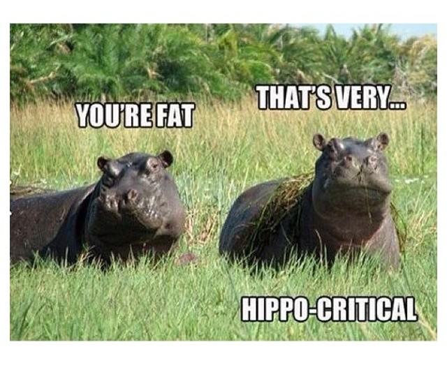 Animal Jokes