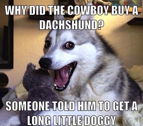 Animal Jokes