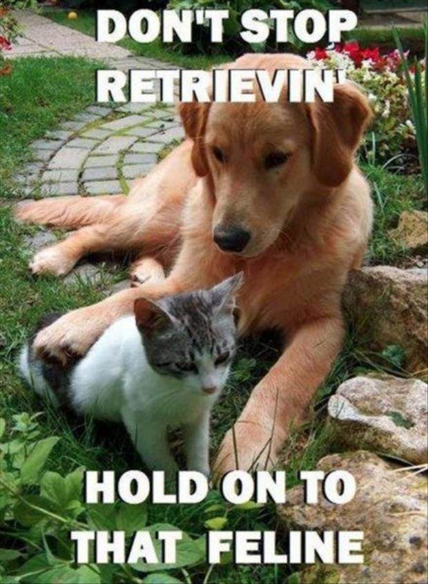 Animal Jokes