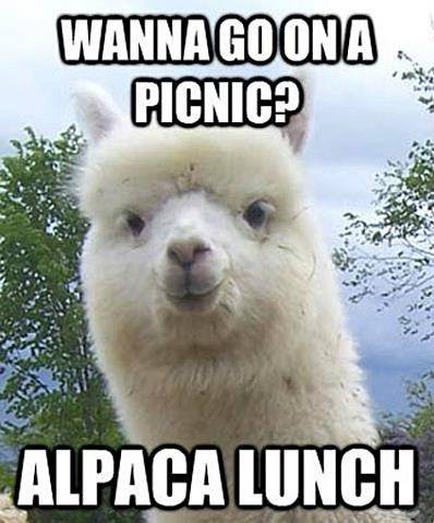 Animal Jokes