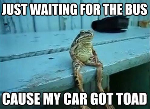 Animal Jokes