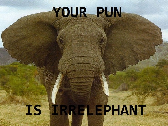 Animal Jokes
