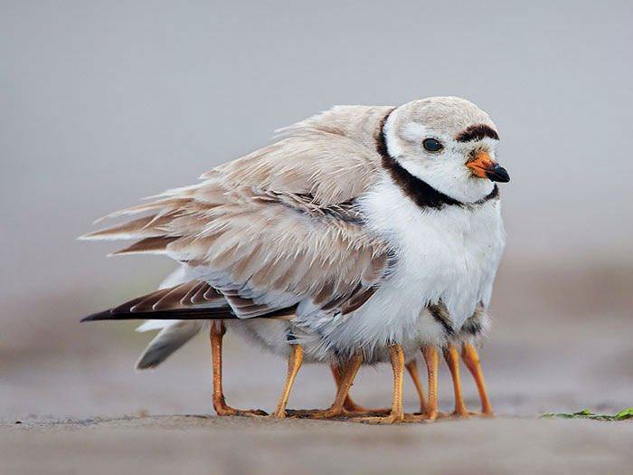 These Mother Birds Protect Their Young in the Cutest of Ways...