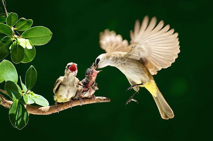 These Mother Birds Protect Their Young in the Cutest of Ways...