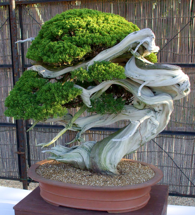 Japanese Bonsai Tree Image