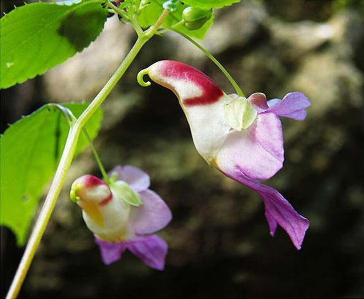 Orchids