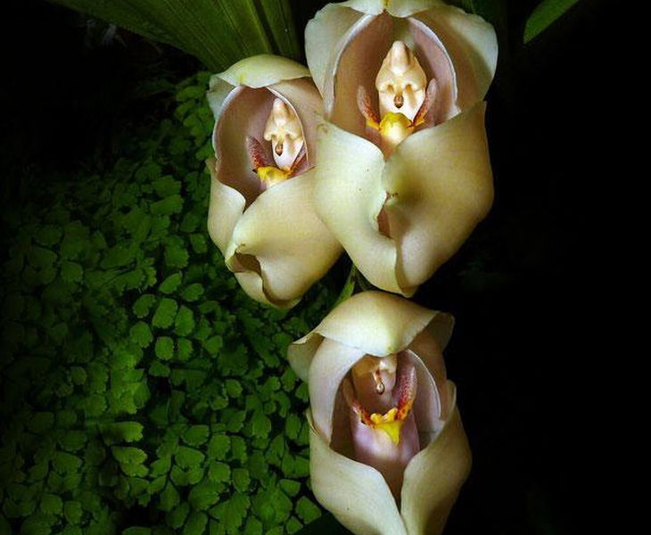 Orchids