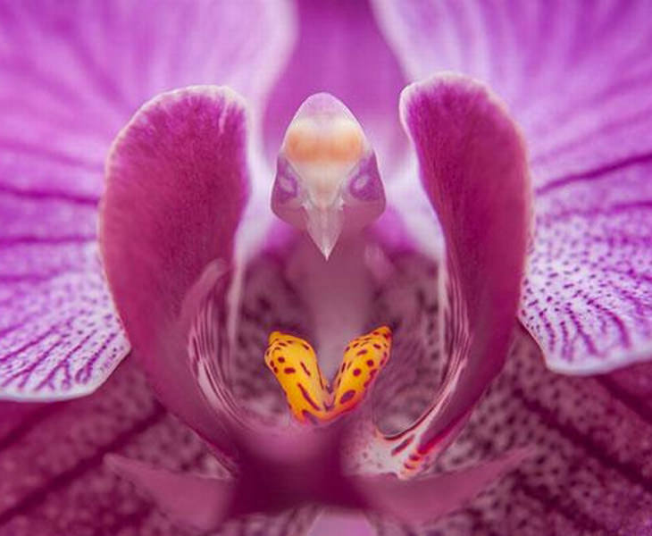 Orchids