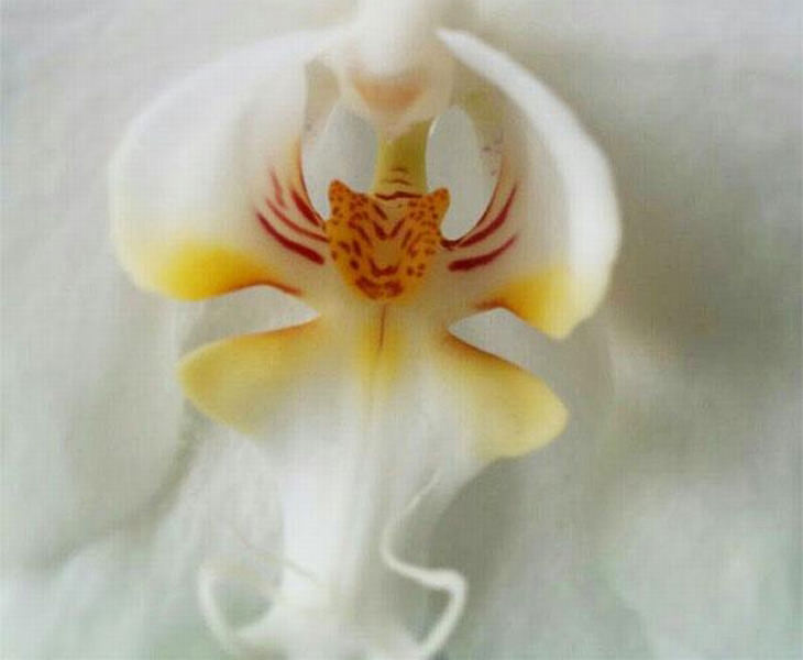 Orchids