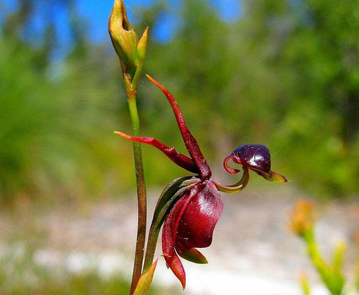 Orchids