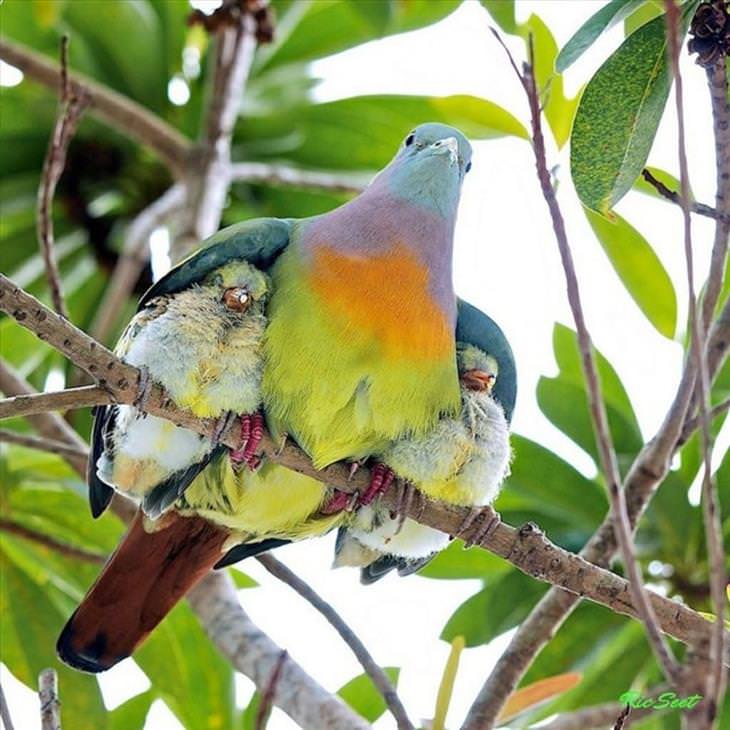 birds, parents