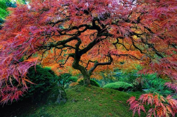 Trees - Beauty - Nature