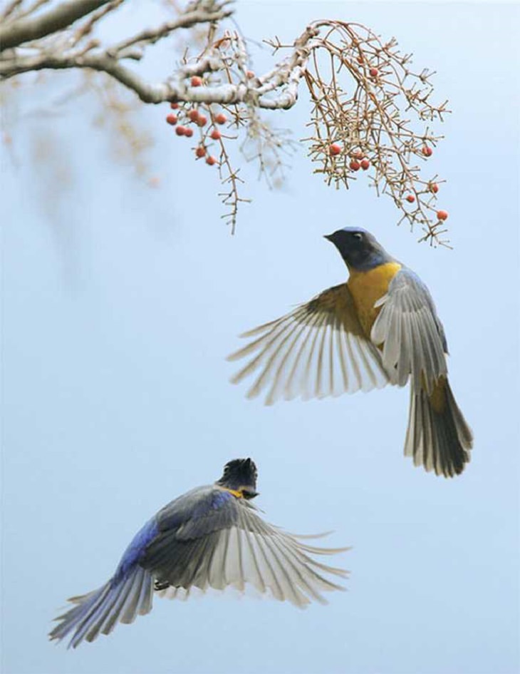 Wildlife - Birds - Taiwan - Art - Photography 
