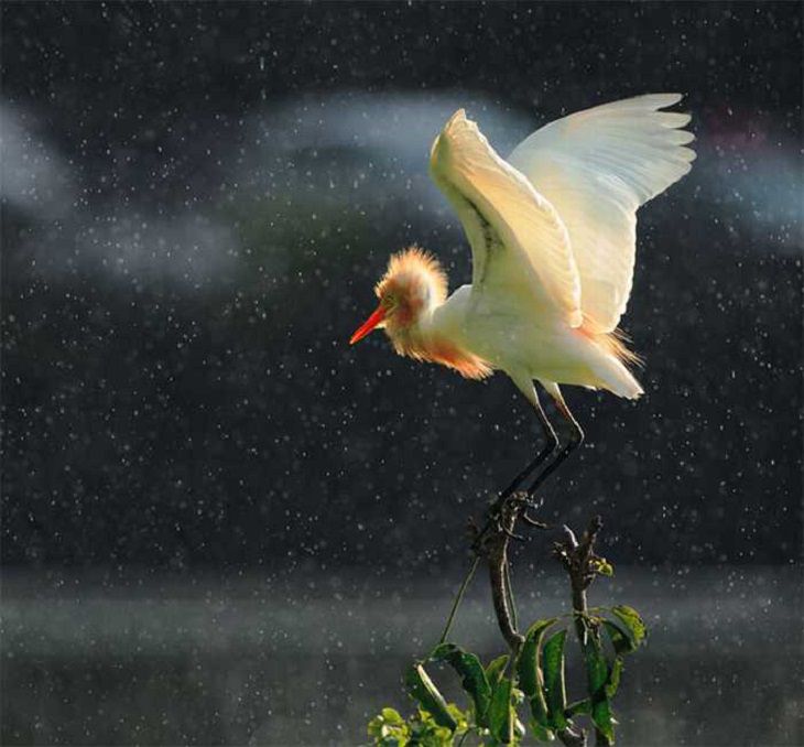 Wildlife - Birds - Taiwan - Art - Photography 