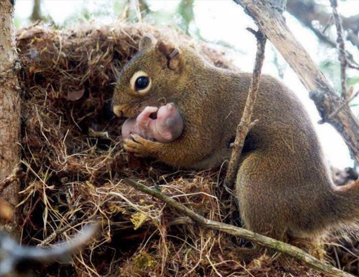 Mother & Baby Animals