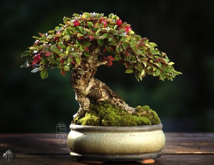 Great Rare Bonsai Trees in the world The ultimate guide 