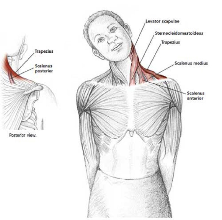 Easy Stretches - Release - Tension - Neck - Shoulders