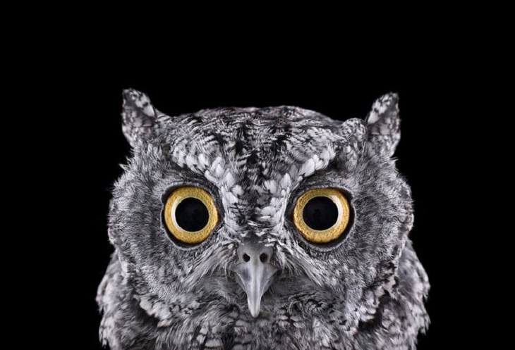 Owls - Impressive - Photography