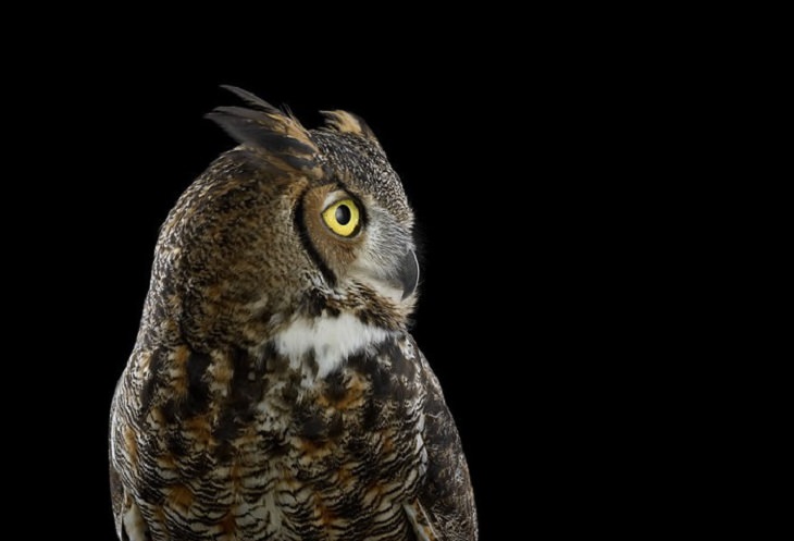 Owls - Impressive - Photography