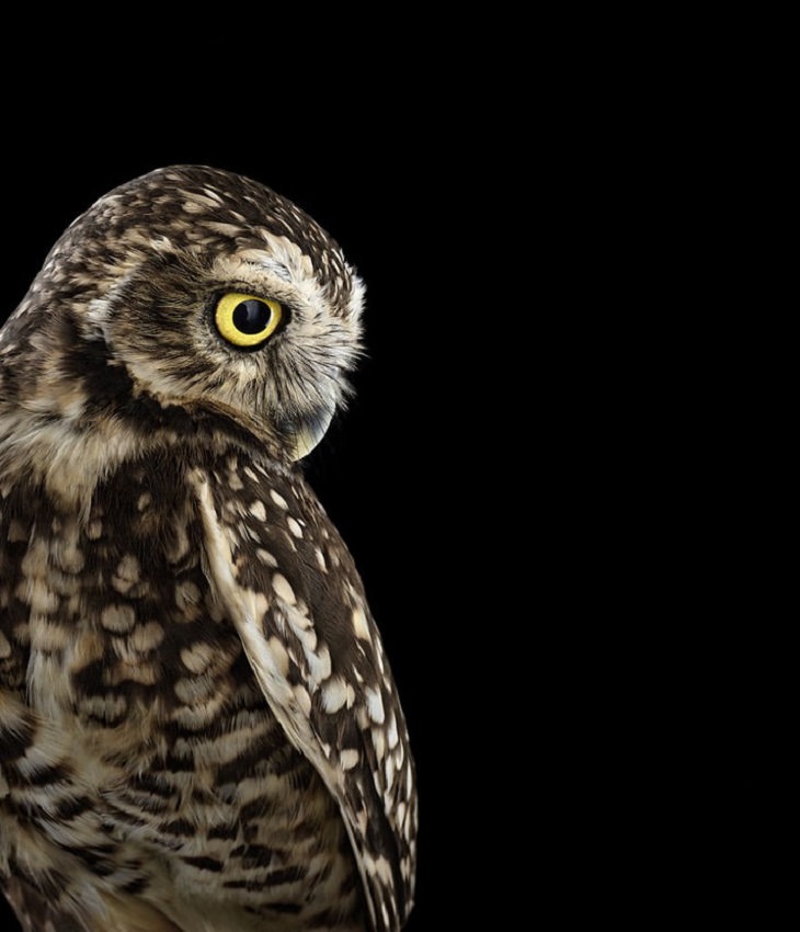 Owls - Impressive - Photography