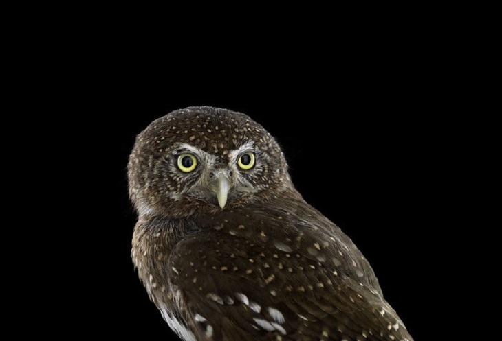 Owls - Impressive - Photography