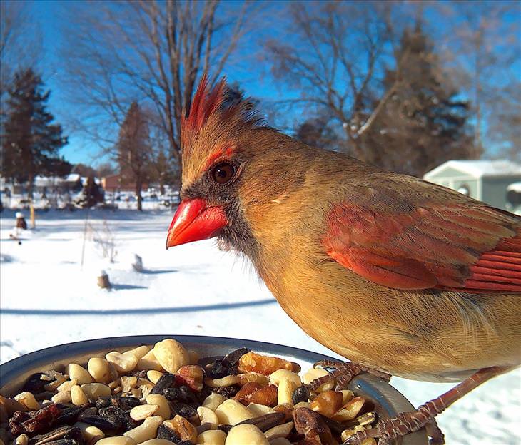 Feeding - Birds - Photography