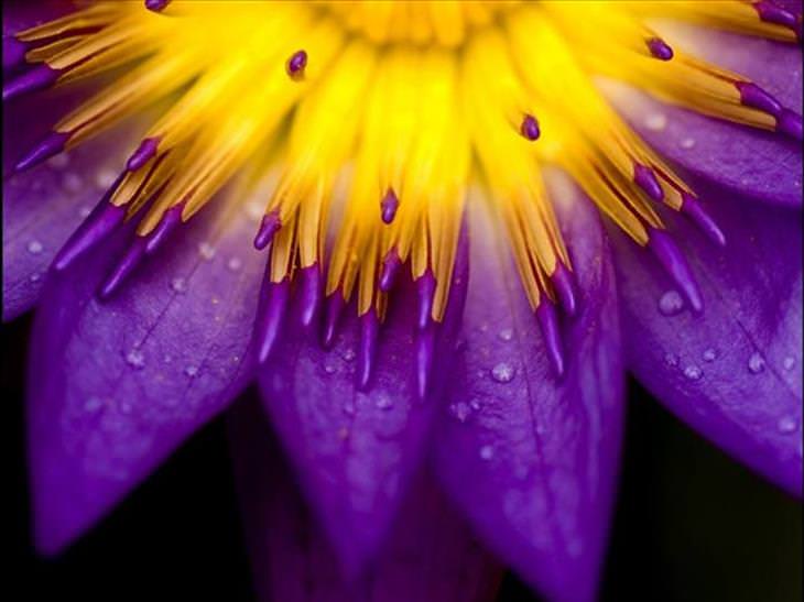 Rain - Beauty - Flower - Nature 
