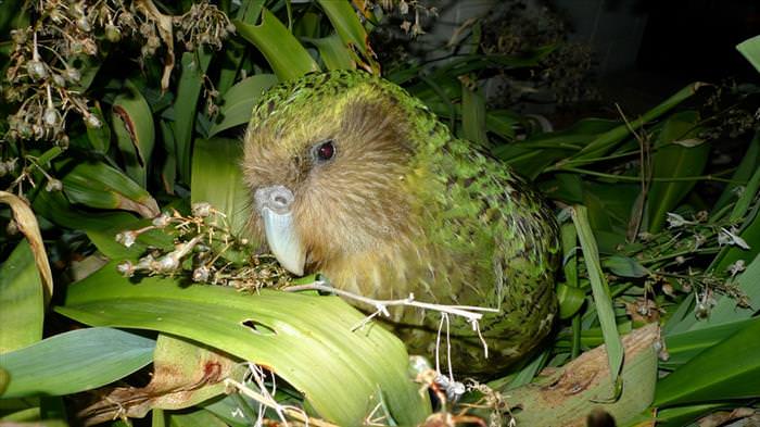 Welcome To the Curious World of Birds That Can't Fly...