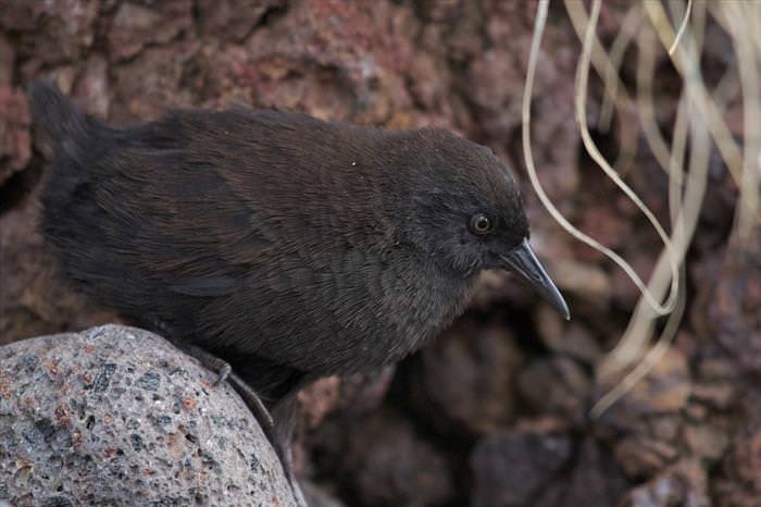 Welcome To the Curious World of Birds That Can't Fly...