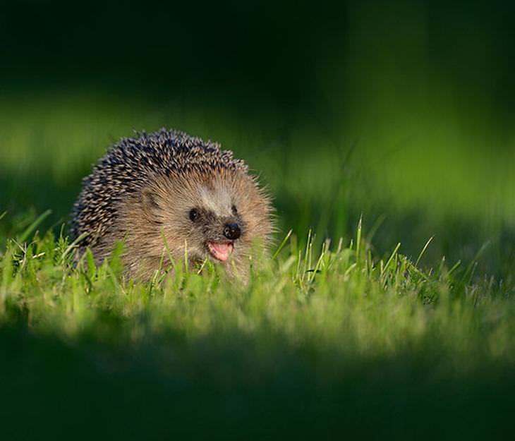 Smiling animals