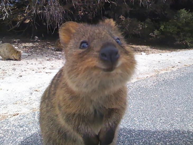 Smiling animals