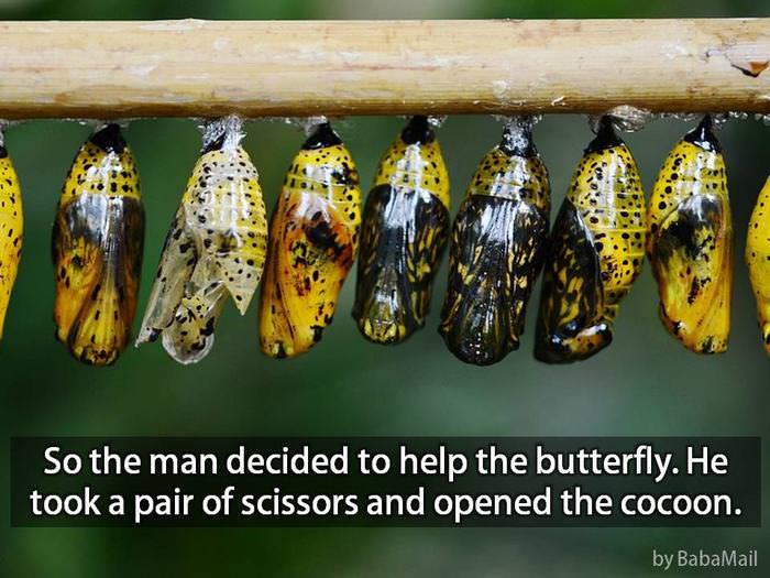 butterfly story
