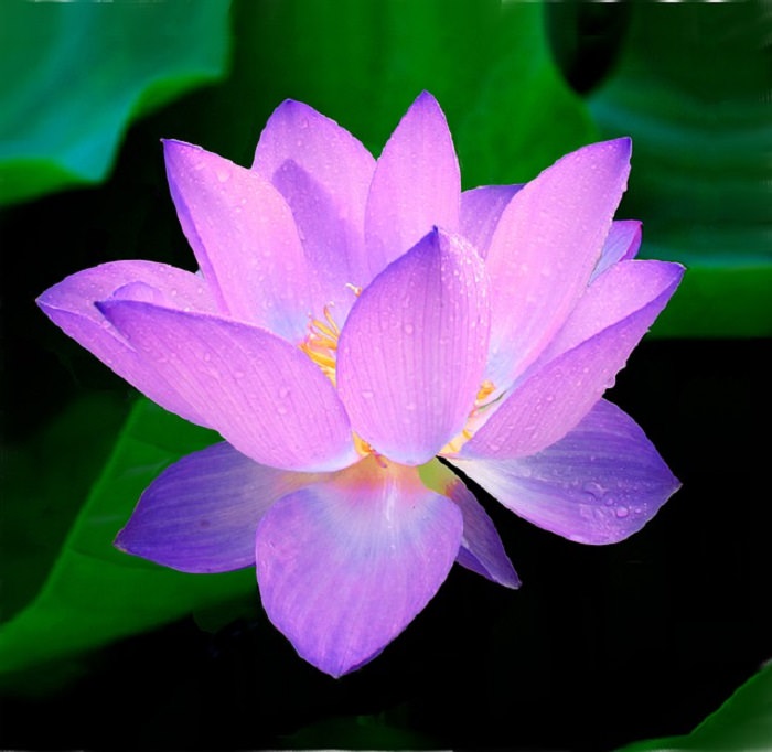 lotus flowers