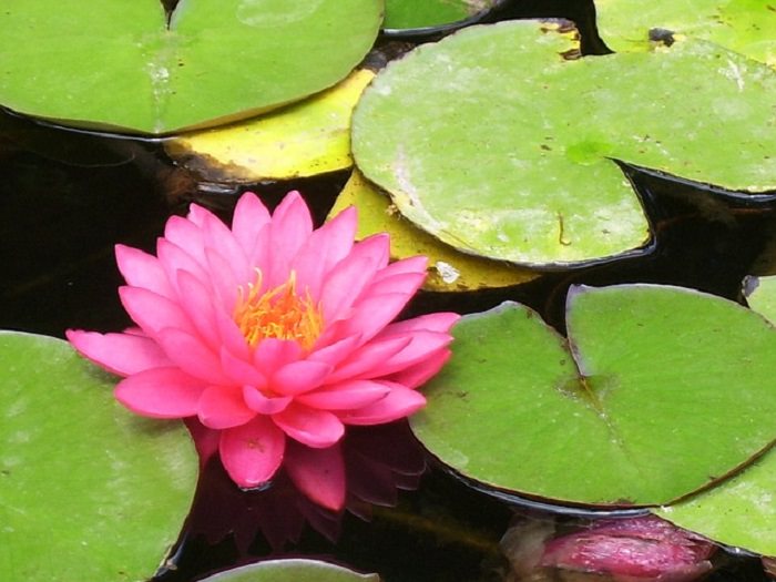 lotus flowers