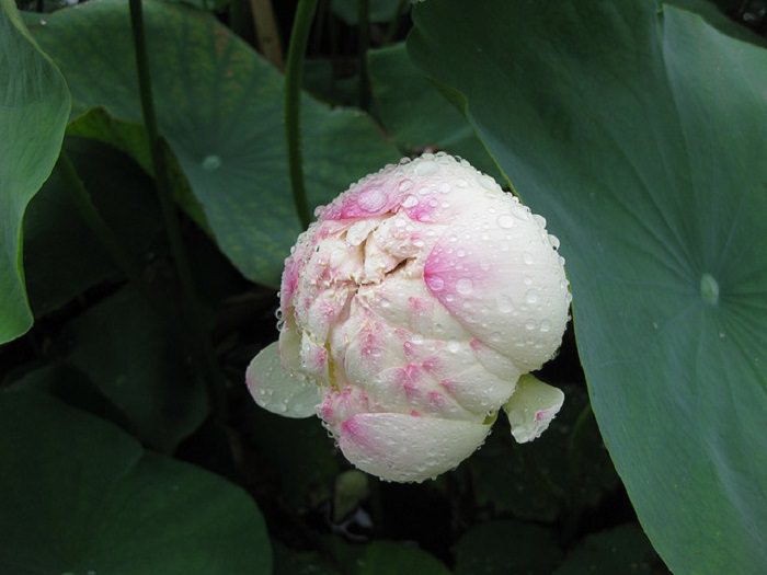 lotus flowers
